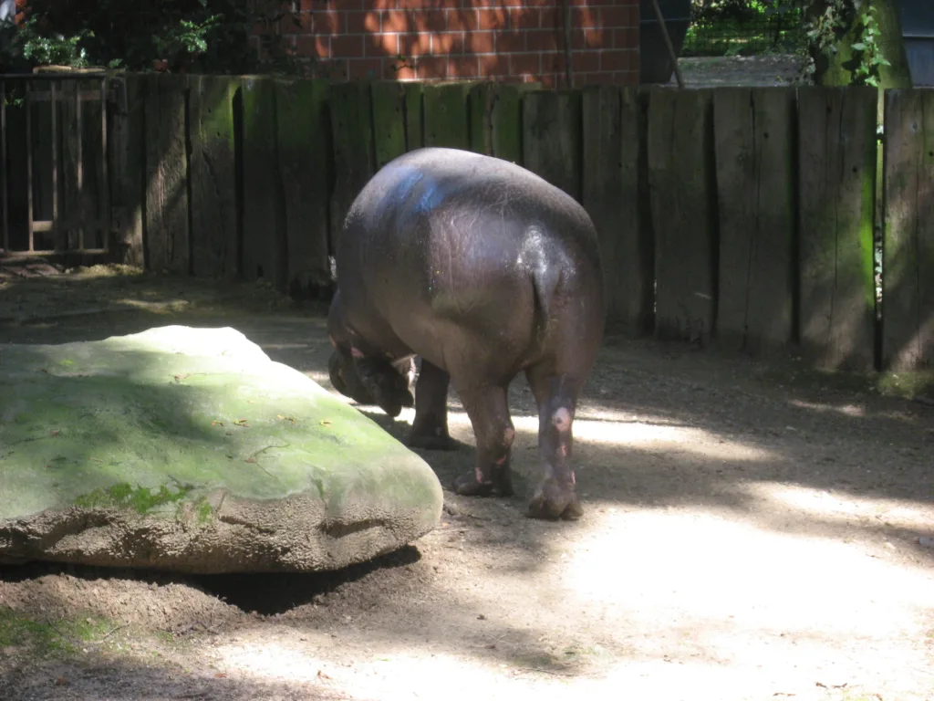 Vista trasera de un hipopótamo enano africano andando en un recinto de un zoo