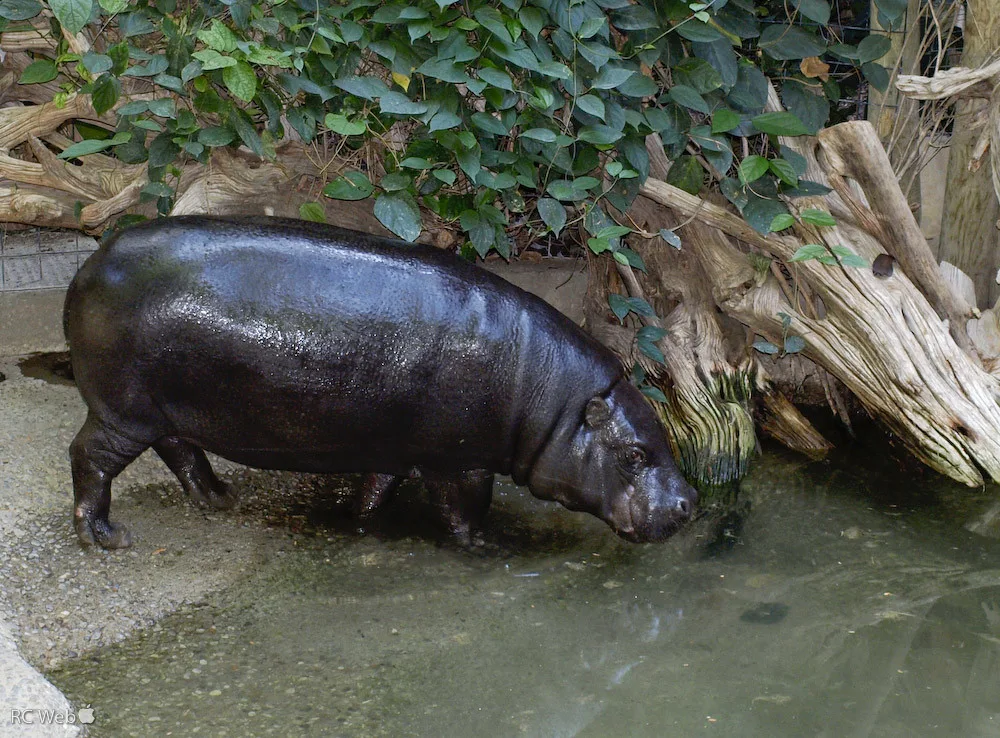 Vista lateral de un hipopótamo enano entrando al agua