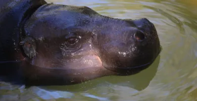 Vista de la cabeza del hipopótamo pigmeo mientras nada