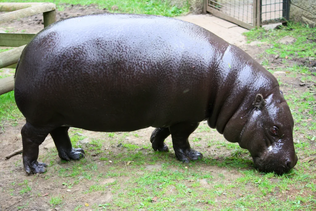 Vista lateral de un hipopótamo pigmeo africano en un recinto de un zoo