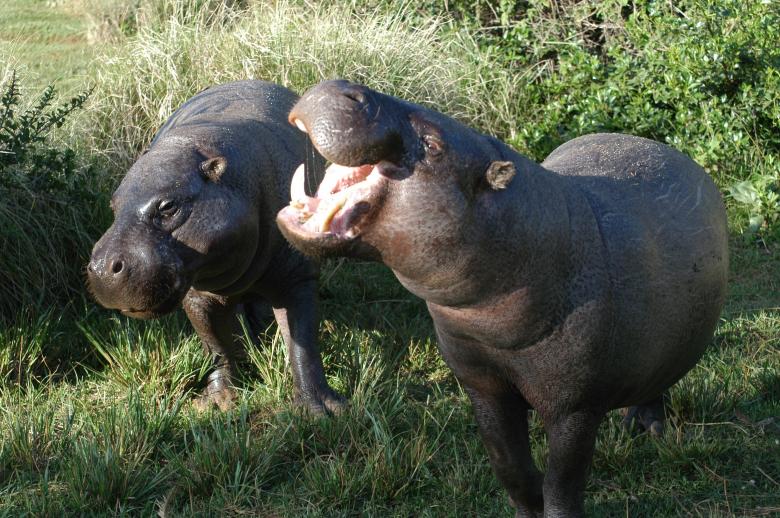 Vista de una pareja de hipopótamos pigmeos en la vegetación