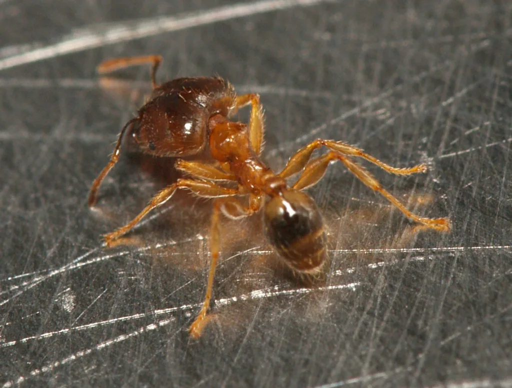 Vista superior de la hormiga africana cabezona sobre una superficie gris rayada