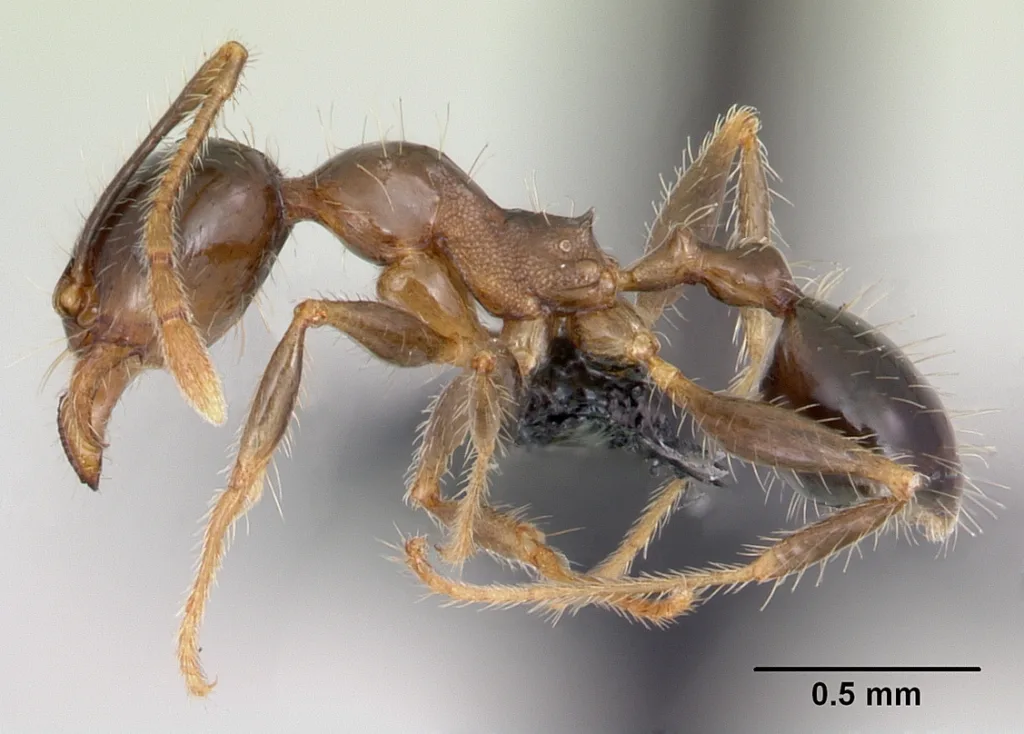 Vista lateral de una hormiga cabezona africana de cuerpo entero