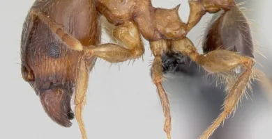 Vista lateral de cuerpo entero de la hormiga leona