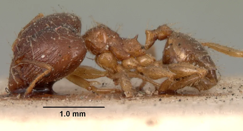 Vista lateral de la hormiga pheidole megacephala pegada al suelo