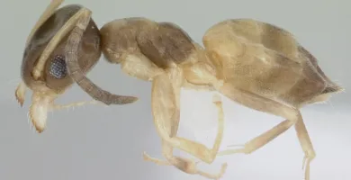 Vista lateral de la hormiga tapinoma melanocephalum de cuerpo entero