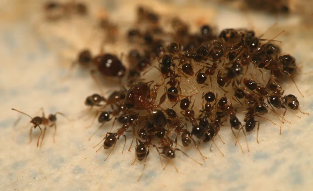 Vista superior de una colonia de hormigas leonas 