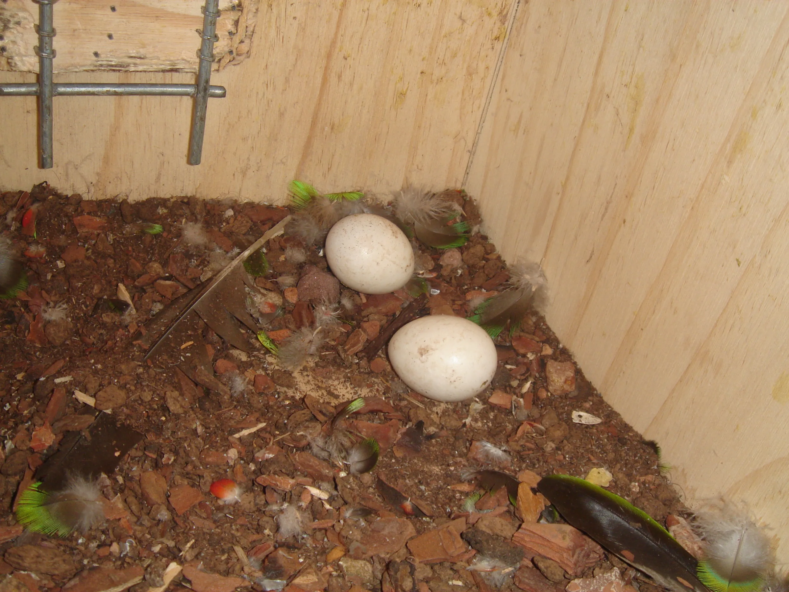 Vista de dos huevos de loro jardinero dentro de una casita de cría