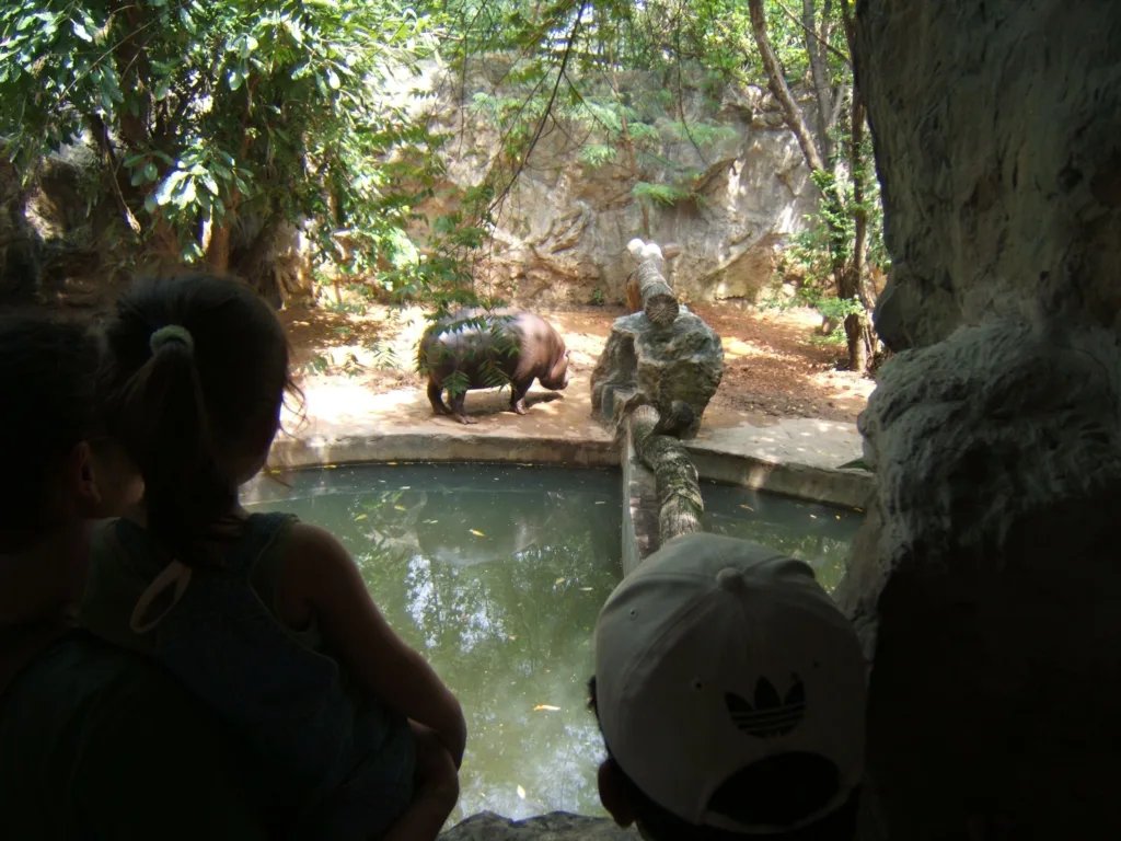 Vista trasera de unos humanos mirando un hipopótamo pigmeo a través de un cristal en un zoo