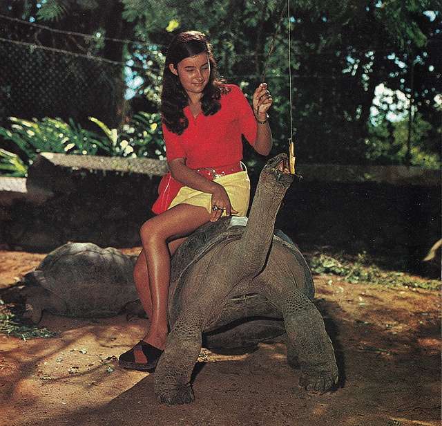 Vista frontal de una mujer dando de comer a una tortuga de Aldraba