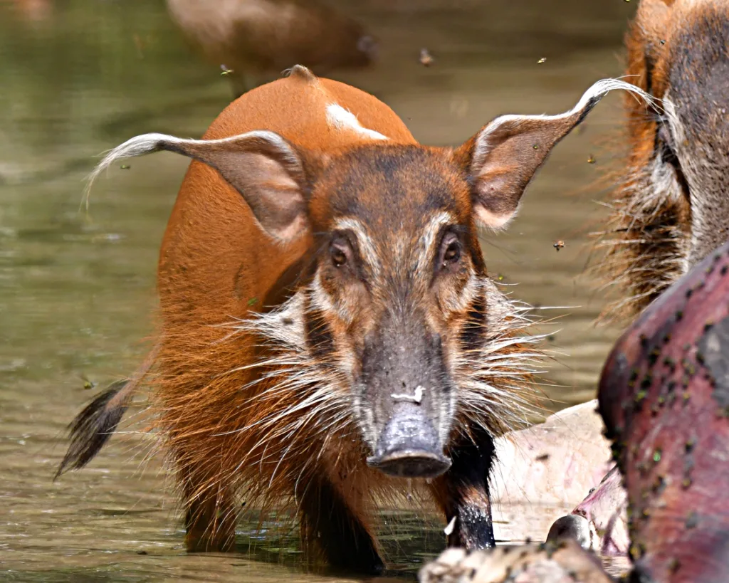 Vista frontal de la cabeza del jabalí de río dentro de un río