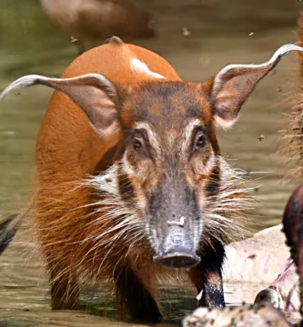 Vista frontal de la cabeza del jabalí de río dentro de un río