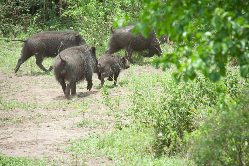 Vista de una manada de jabalíes gigantes de la selva corriendo en el bosque