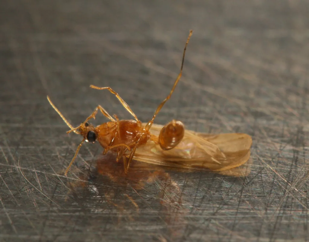 Vista de una larva de hormiga león tumbada bocarriba