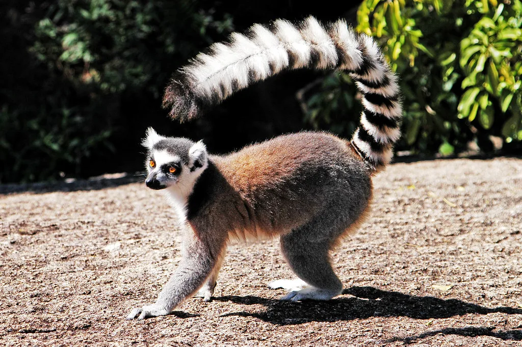 Vista lateral de un lemur catta sobre su tierra con su cola hacia delante