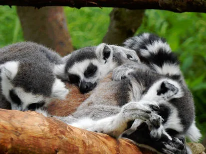 Familia de lémures de cola anillada durmiendo pegados unos a otros