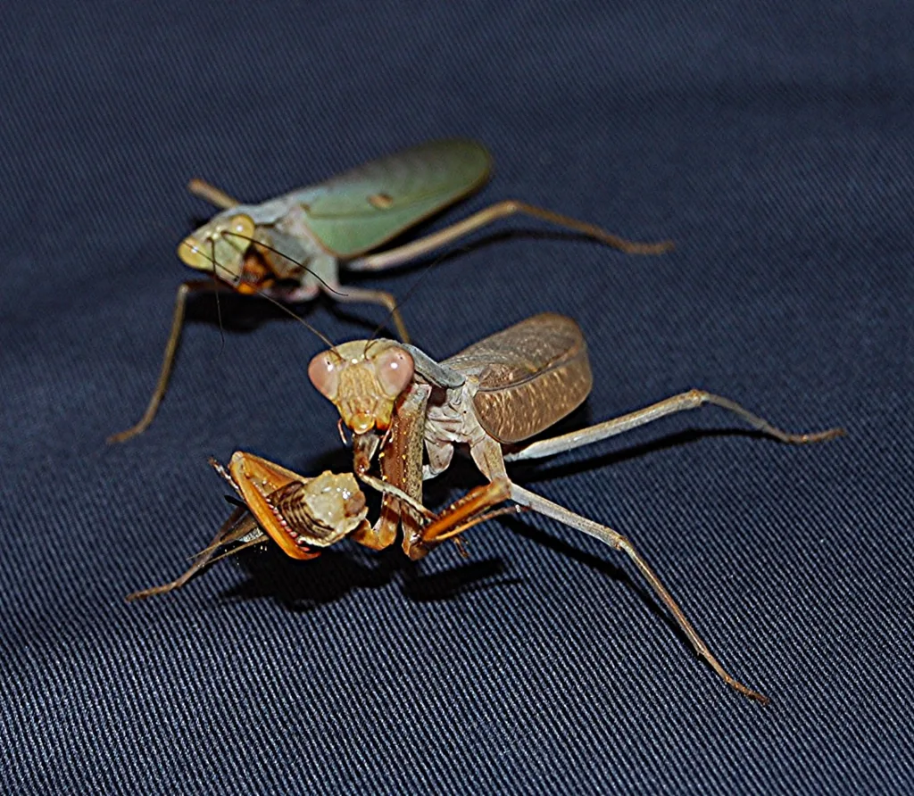 Vista de un macho y una hembra sphodromantis lineola sobre un tapete azul