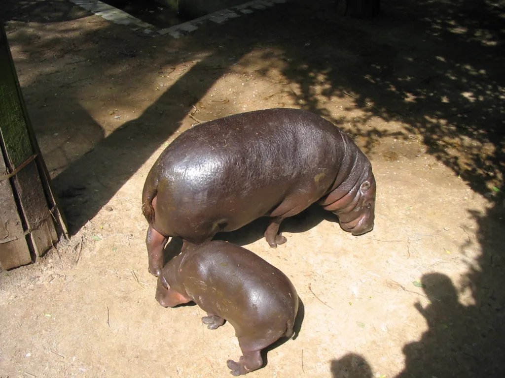 Vista de una madre con su hijo en su parte trasera de hipopótamos pigmeos