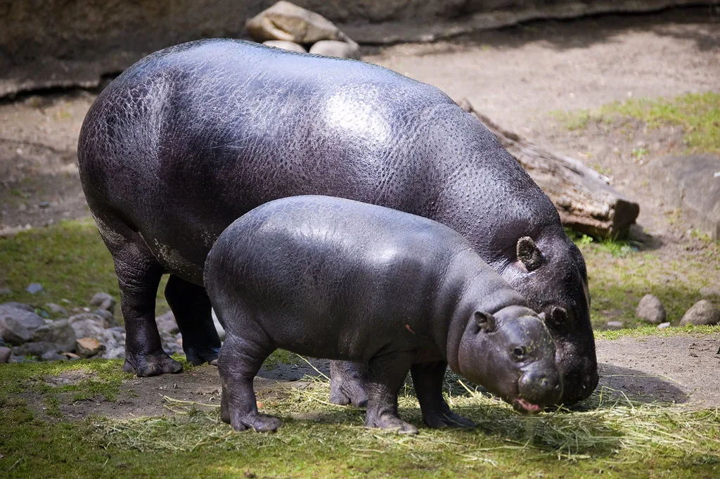 Vista de una madre con su hijo de hipopótamos enanos comiendo hierba