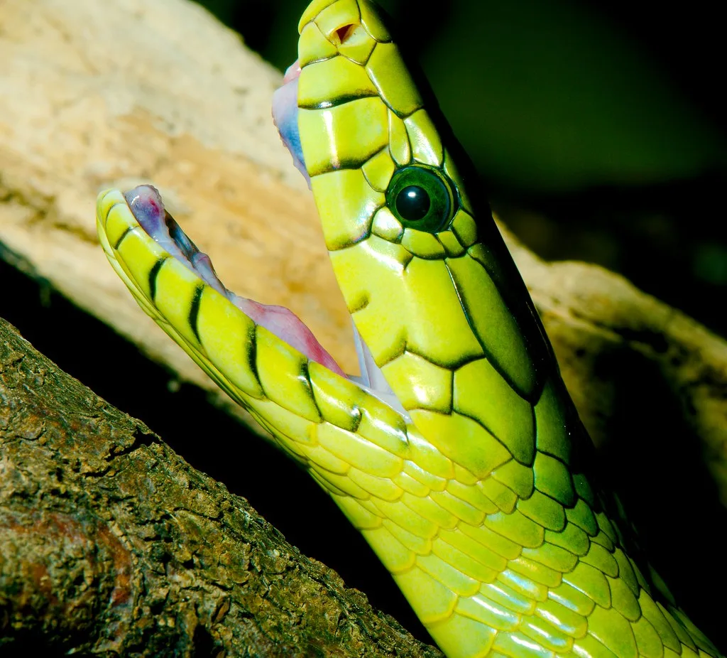 Vista de la cabeza hacia arriba con su boca abierta de la mamba verde dendroaspis viridis