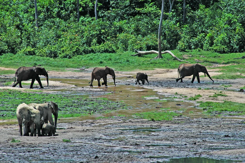 Vista lejana de dos manadas de elefantes de selva en un claro del bosque