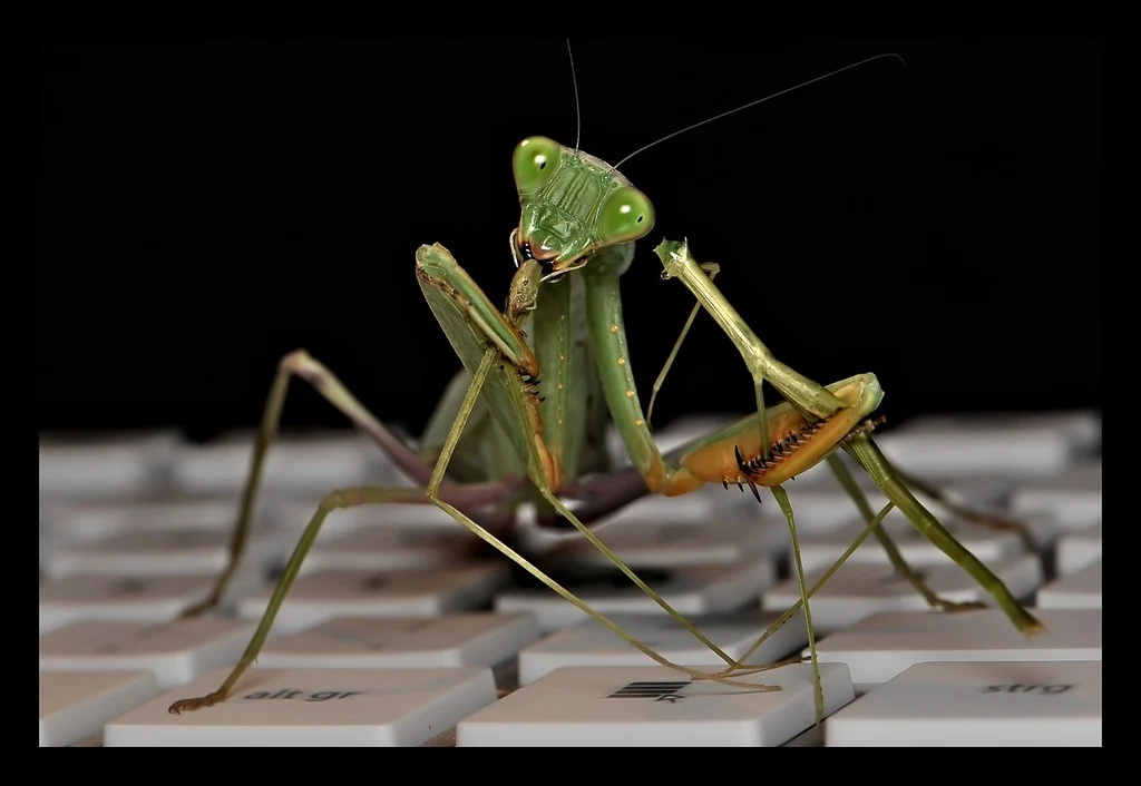 Vista frontal de la mantis africana sphodromantis lineola sobre el teclado de un ordenador