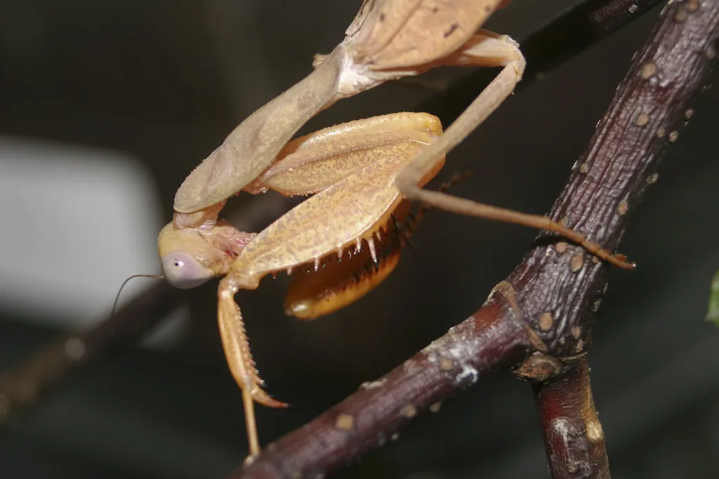 Vista de la parte delantera de la mantis religiosa africana sphodromantis lineola