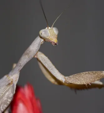 Vista lateral de una mantis sphodromantis lineola de color marrón mirando a la cámara