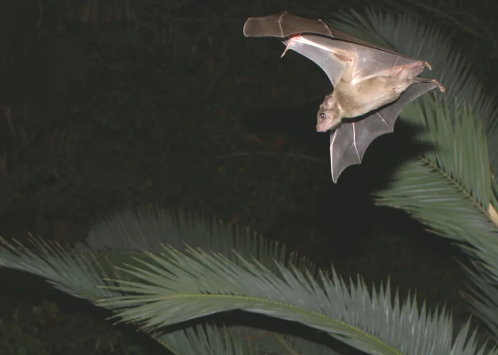 Vista nocturna de un murciélago egipcio frugívoro volando 