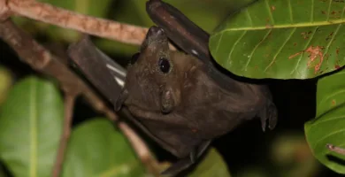 Vista de un murciélago egipcio de la fruta colgado de una rama hacia abajo