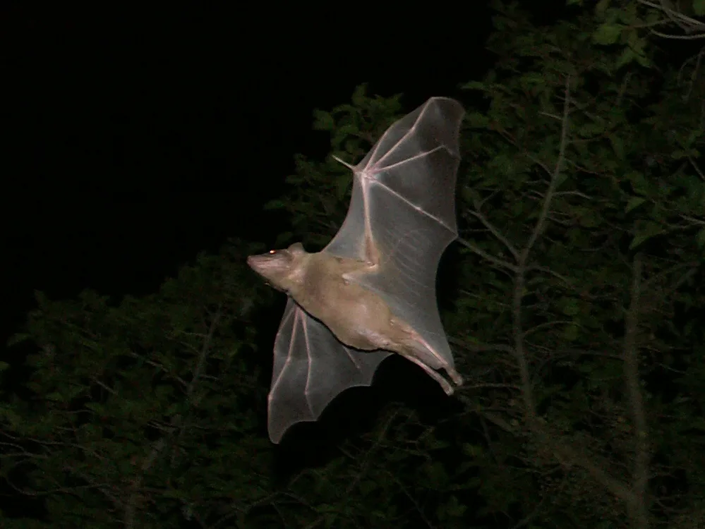 Vista nocturna e inferior de un murciélago egipcio frutero volando