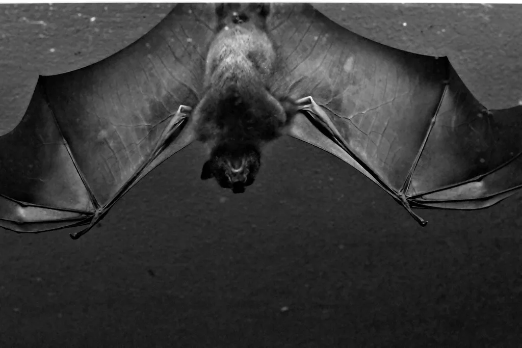 Vista oscura del murciélago frugívoro egipcio colgado boca abajo con sus alas abiertas