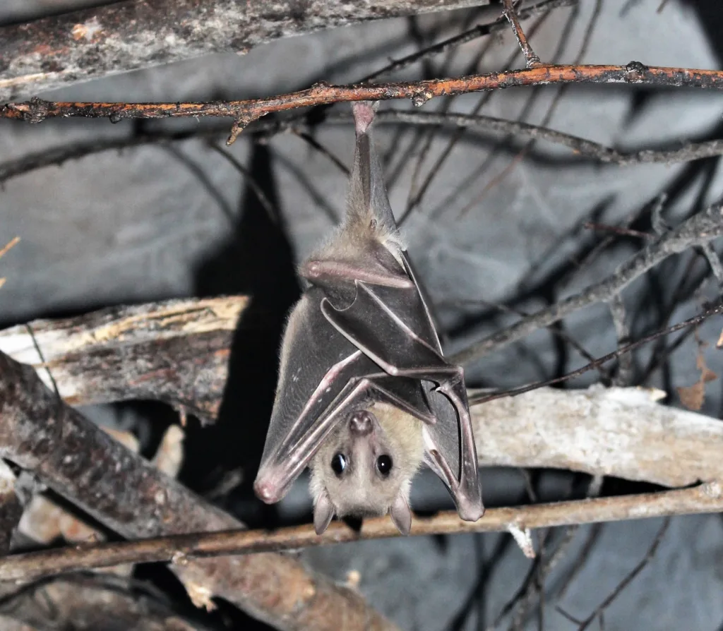 Vista de un murciélago de la fruta egipcio colgado hacia abajo mirando al frente