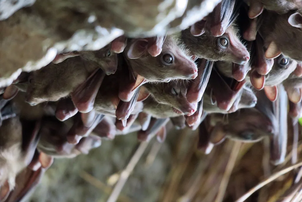 Vista de multitud de murciélagos egipcios de la fruta en una cueva