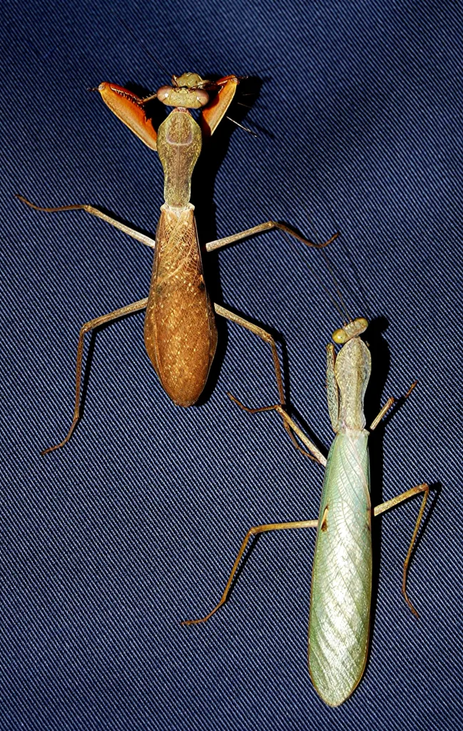 Vista de planta de una pareja de sphodromantis lineola, una marrón y la otra verde