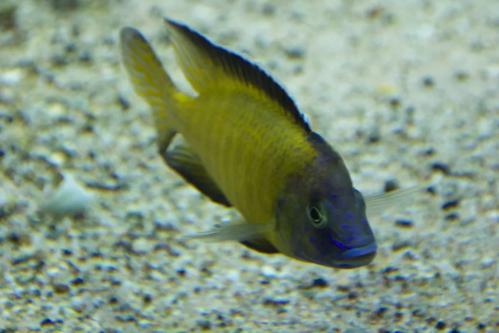 Vista frontal lateral de un pez aulonocara stuartgranti amarillo con cabeza azul nadando hacia abajo
