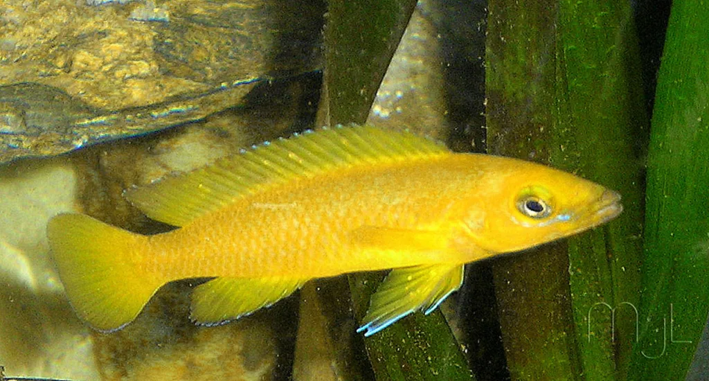 Vista lateral del pez cíclido neolamprologus leleupi
