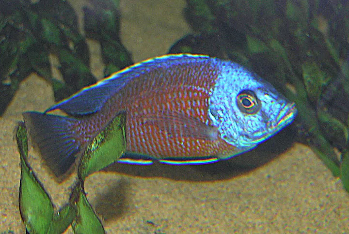 Vista lateral del pez cíclido pavo real amarillo de color azul