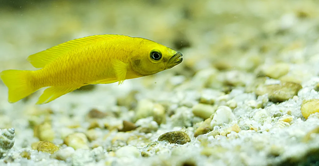 Vista lateral lejana del pez neolamprologus leleupi