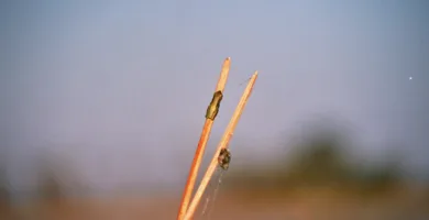Vista lejana de una rana de caña africana en un tallo