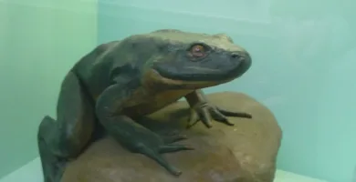 Vista lateral de la rana goliat sobre una roca dentro de una vitrina de un museo