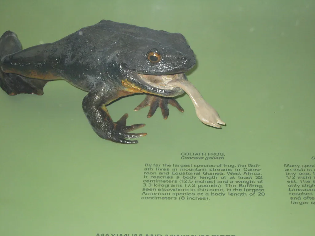 Vista lateral de la rana goliat africana con su lengua fuera expuesta en un museo