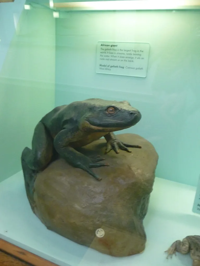 Vista lateral de la rana goliat sobre una roca dentro de una vitrina de un museo
