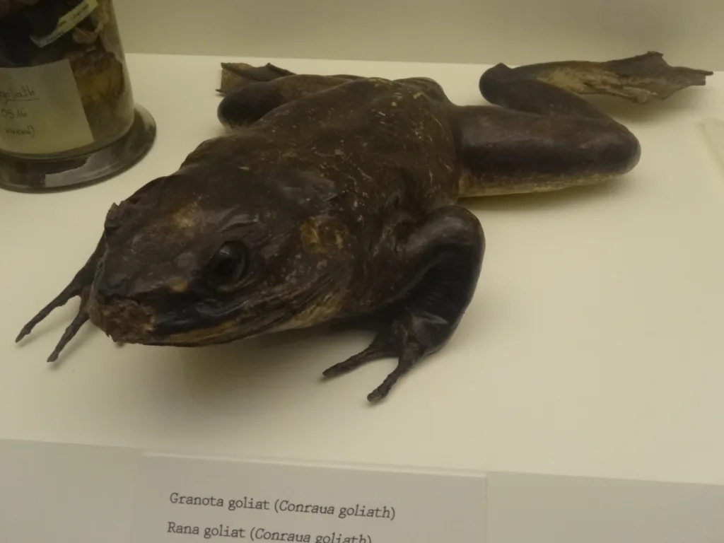 Vista frontal de la rana goliath africana expuesta en un museo