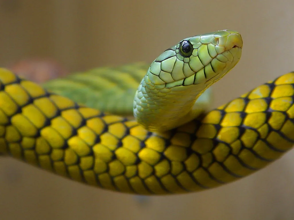 Vista frontal de la serpiente dendroaspis viridis enrollada sobre su cuerpo