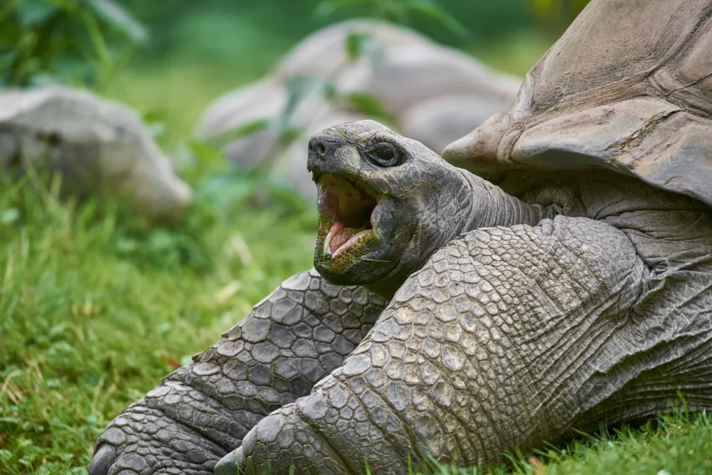 Vista de la tortuga Aldabrachelys gigantea con su boca abierta