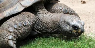 Vista de la cabeza de la tortuga gigante de Aldraba