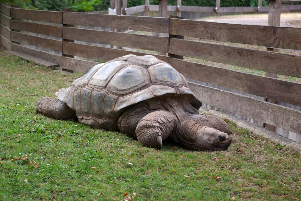 Vista de una tortuga gigantesca de Aldraba en un recinto de un zoo