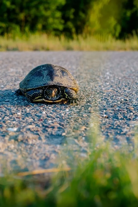 Vista frontal de la tortuga griega escondiéndose en su caparazón en medio de una carretera