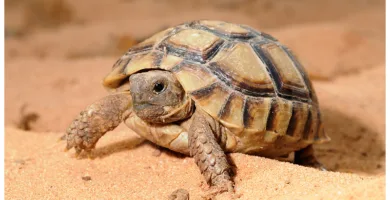 Vista frontal de la tortuga mora sobre la arena de una tierra desértica